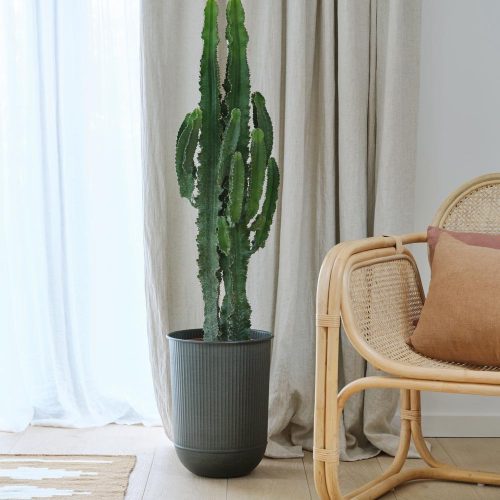 Tall Euphorbia Trigona Cactus